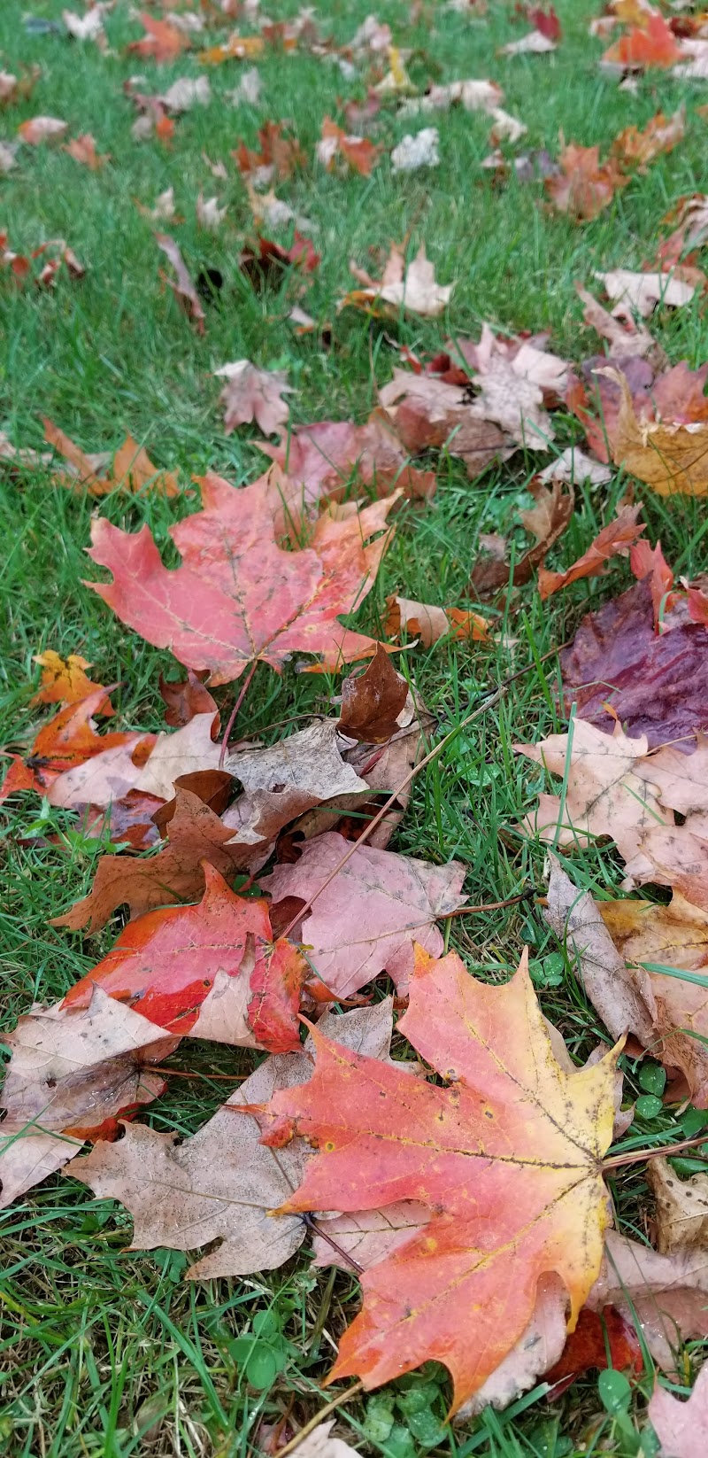 Chicago Avenue Park photo 2