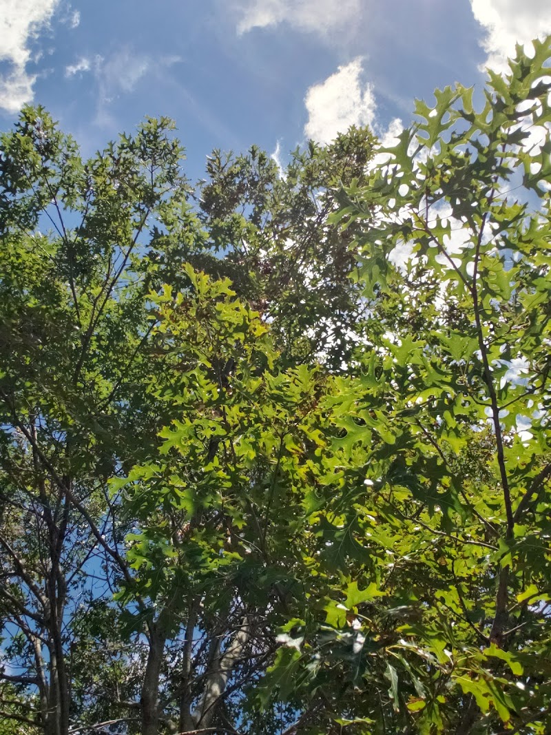 Coes Neck Park photo 5