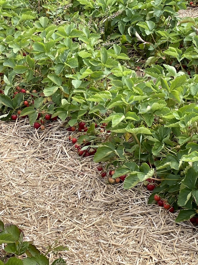 Condzella's Farm photo 4