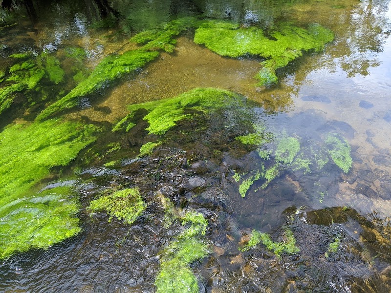 Connetquot Hatchery photo 5