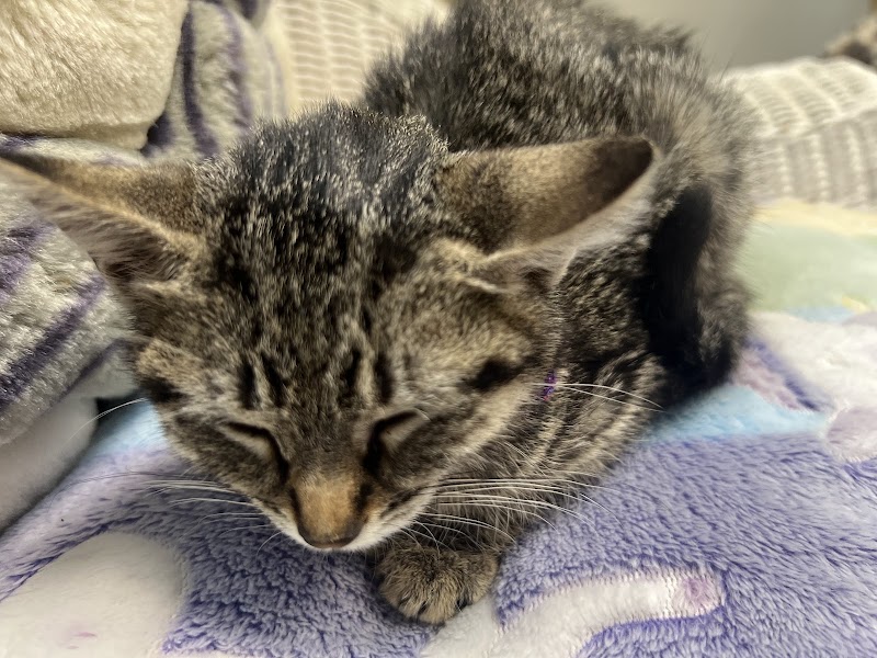 Cove Animal Rescue photo 2