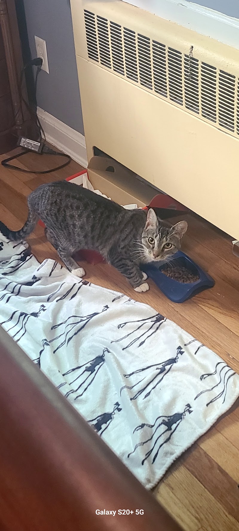 Cove Animal Rescue photo 4