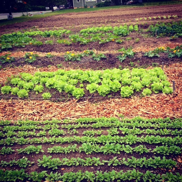 Crossroads Farm at Grossmann's photo 2