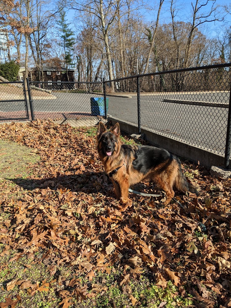 Dennis Brian Murray Dog Park photo 3