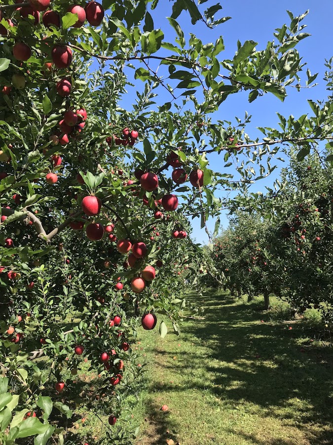 Dondero Orchards photo 2