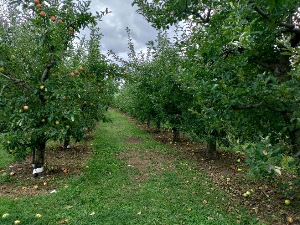 Dondero Orchards photo 3