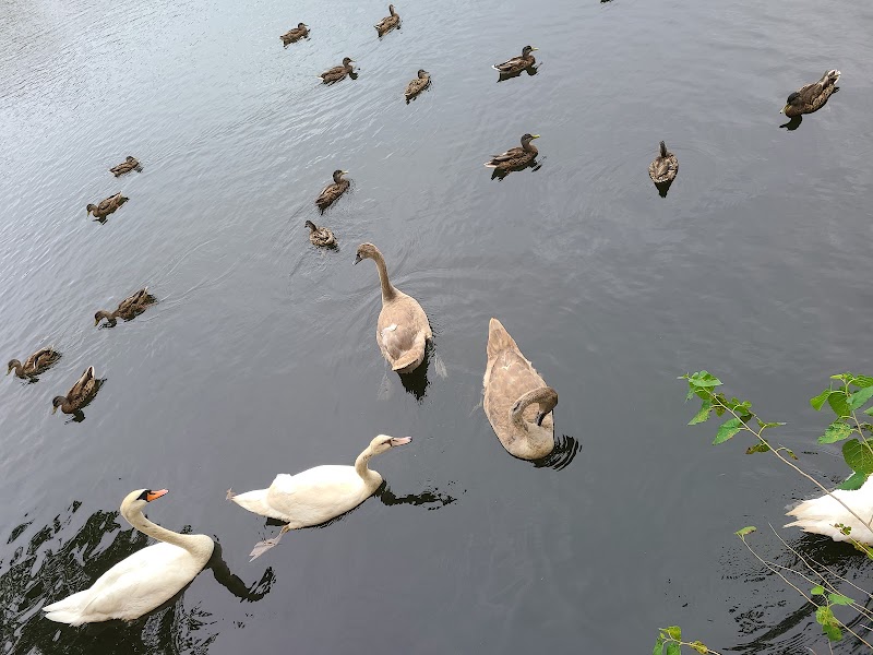 Doxy Brook Fishing Park photo 4