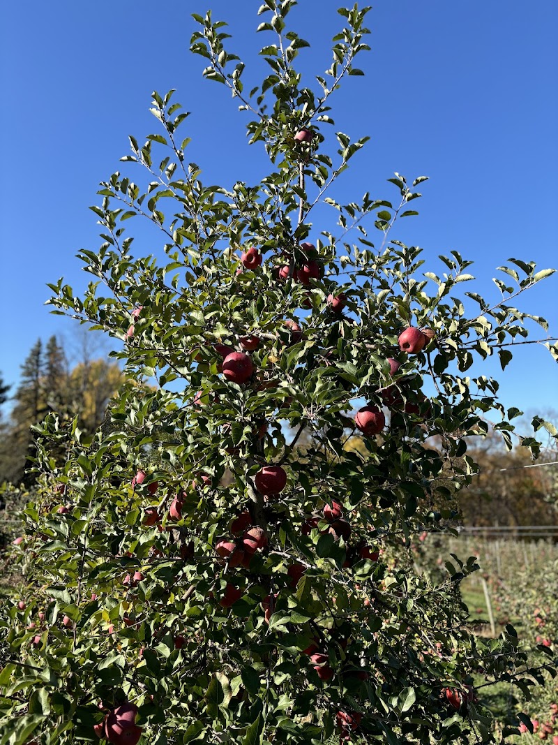 Dressel Farms photo 5