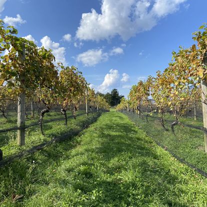 Duck Walk Vineyards photo 4