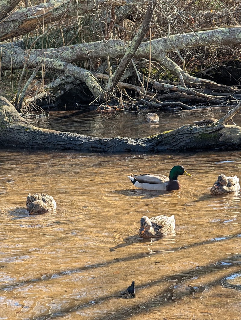 East Hampton Duck Pond photo 2