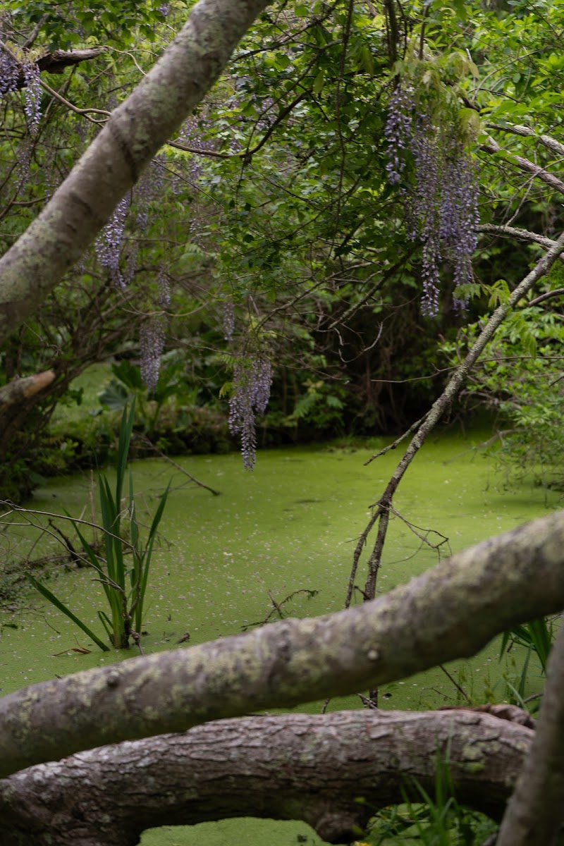 East Hampton Duck Pond photo 4