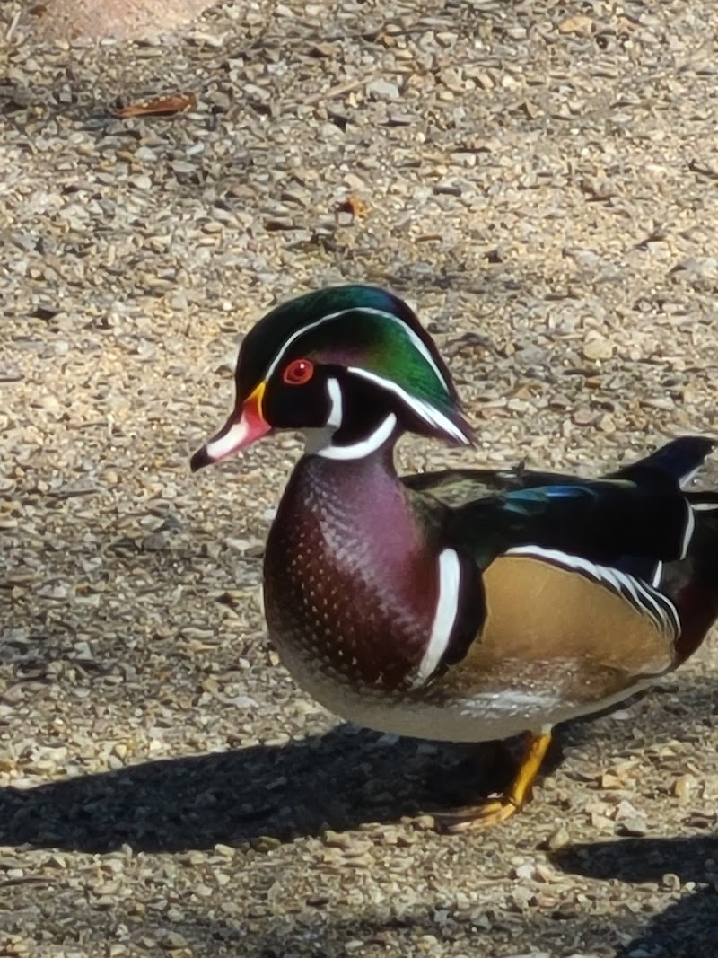 East Hampton Duck Pond photo 5