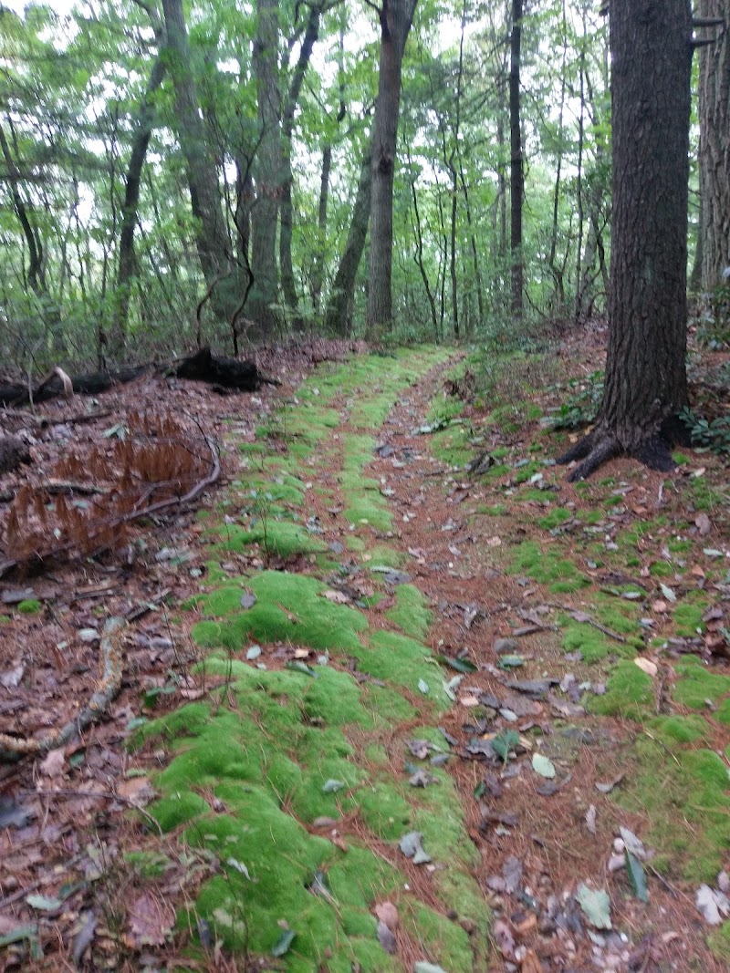 Edwin and Gertrude Grace Nature Preserve photo 4