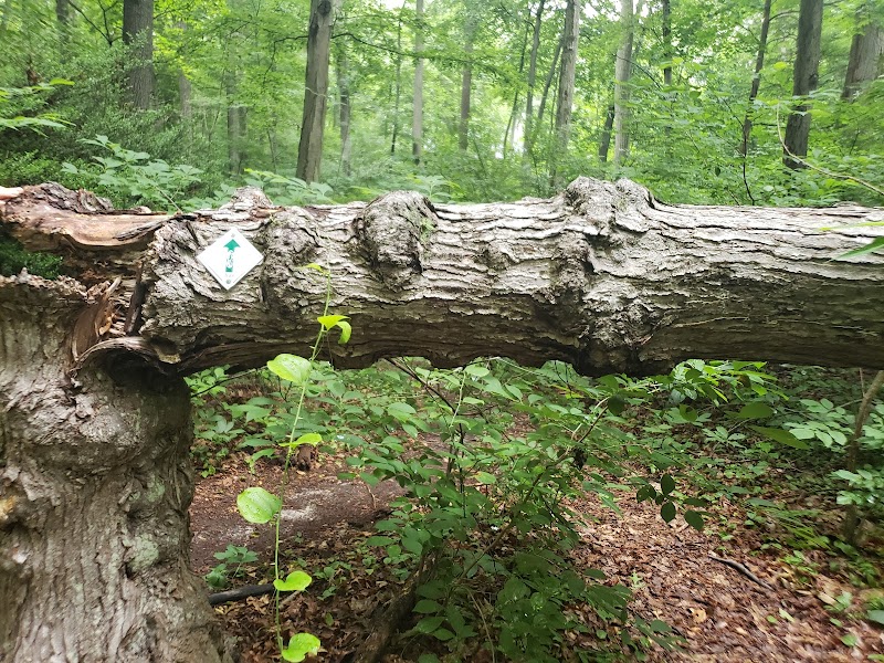 Edwin and Gertrude Grace Nature Preserve photo 5