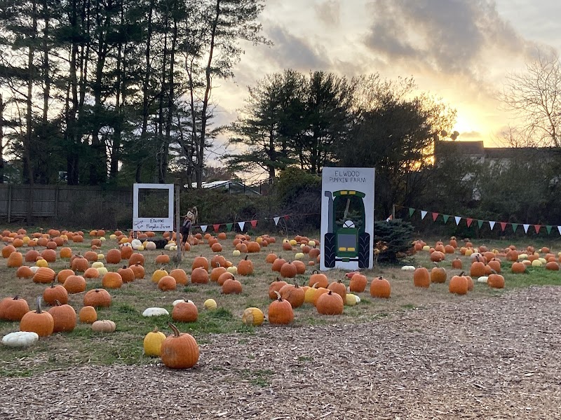 Elwood Pumpkin Farm photo 2