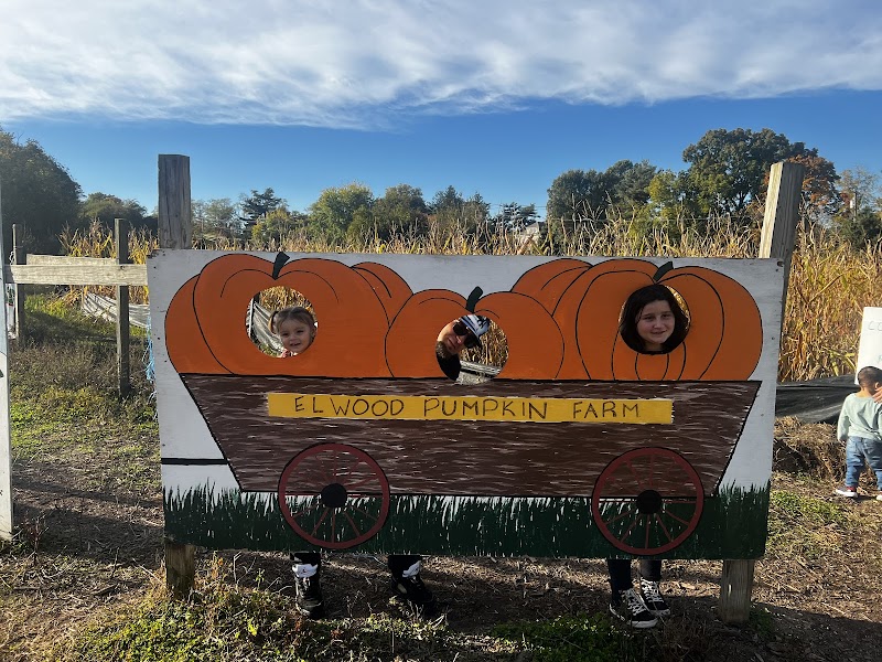 Elwood Pumpkin Farm photo 4
