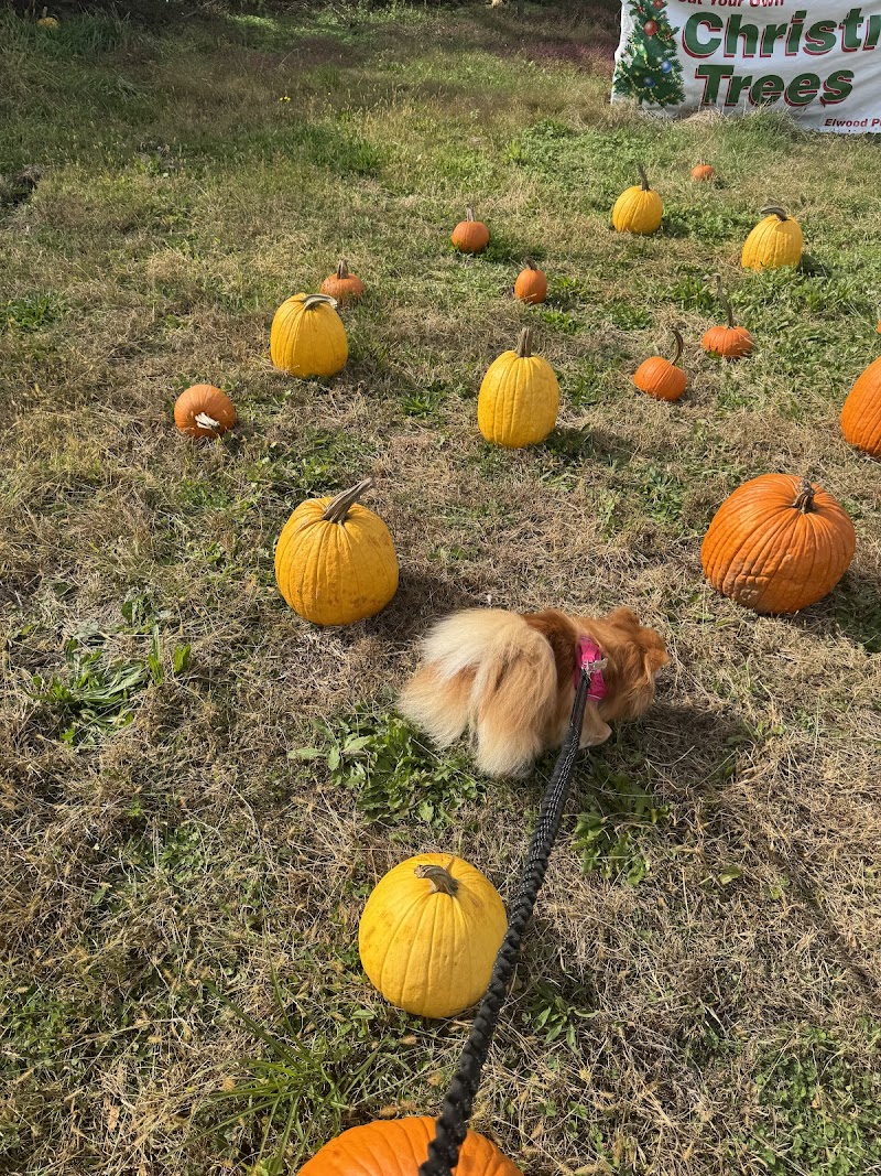 Elwood Pumpkin Farm photo 5