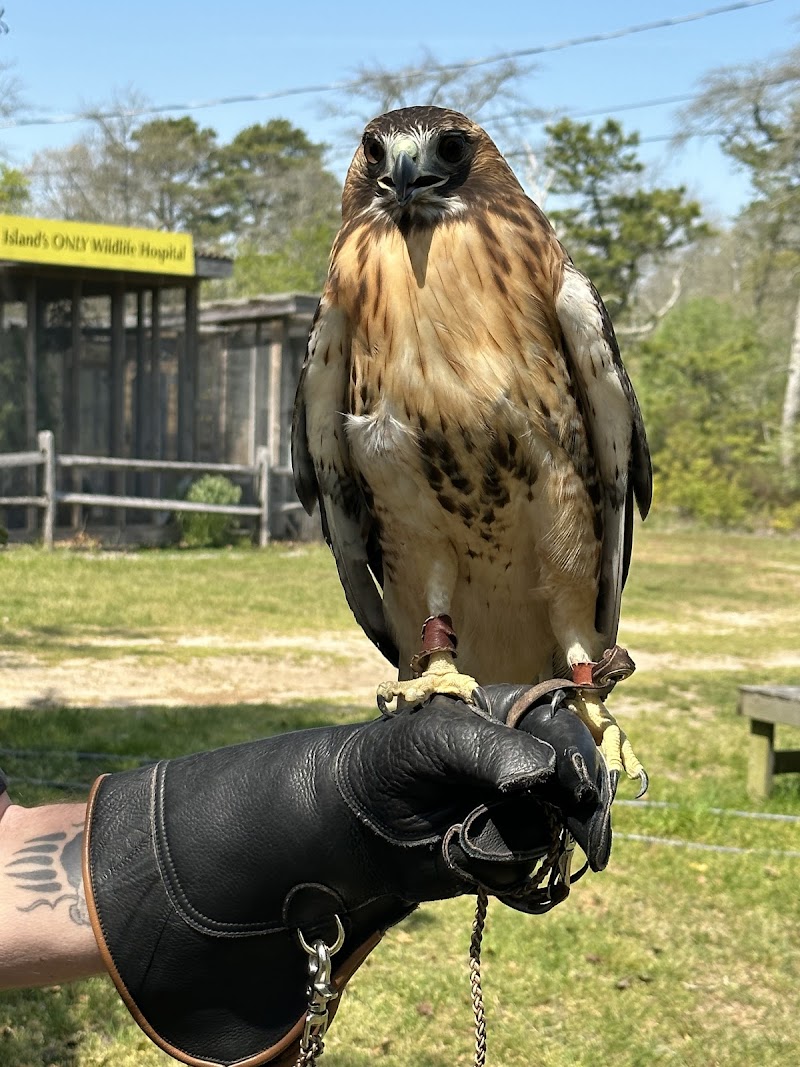 Evelyn Alexander Wildlife Rescue Center photo 4