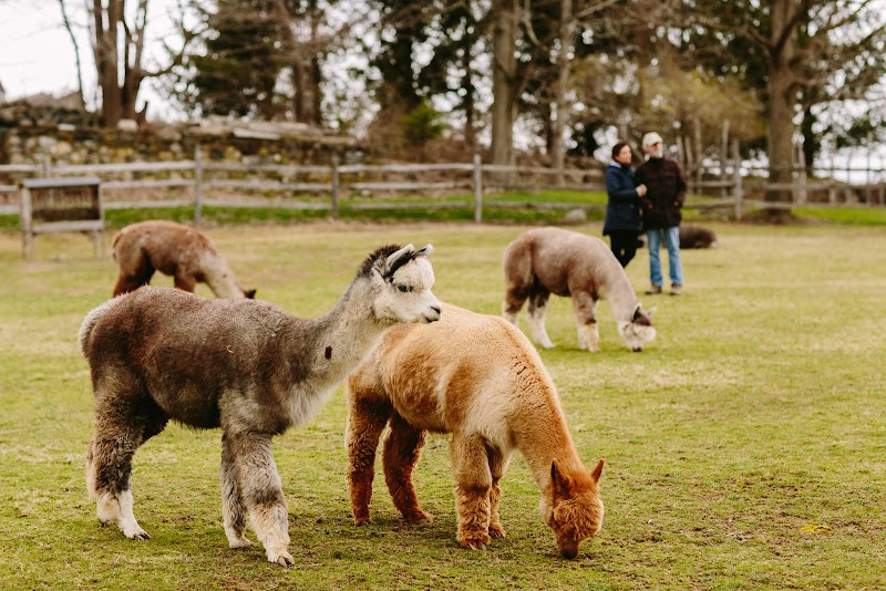Faraway Farm Alpacas photo 2