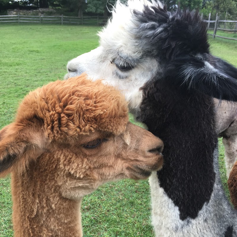 Faraway Farm Alpacas photo 3