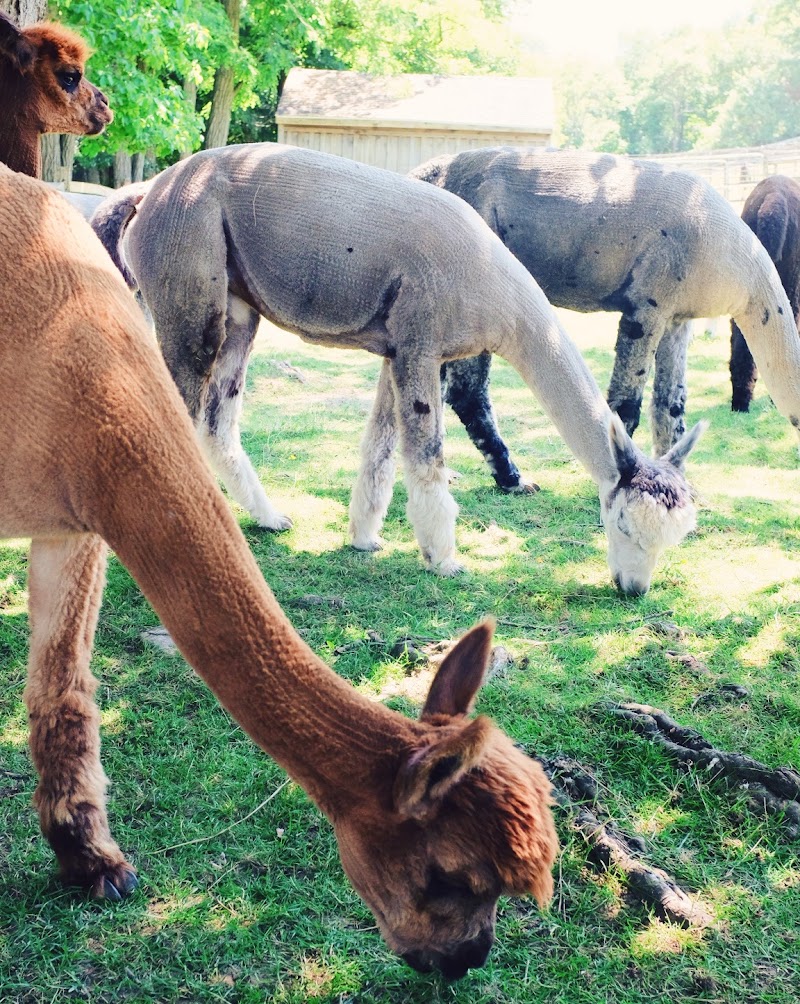 Faraway Farm Alpacas photo 4