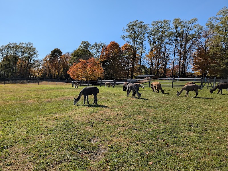 Faraway Farm Alpacas photo 5