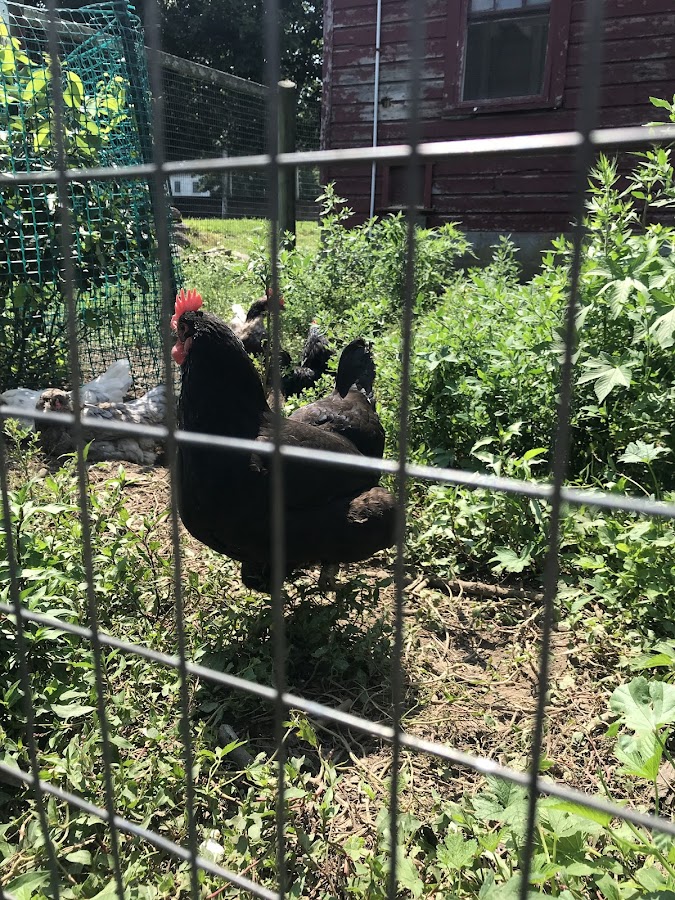 Farmers Market at Muscoot Farm photo 3