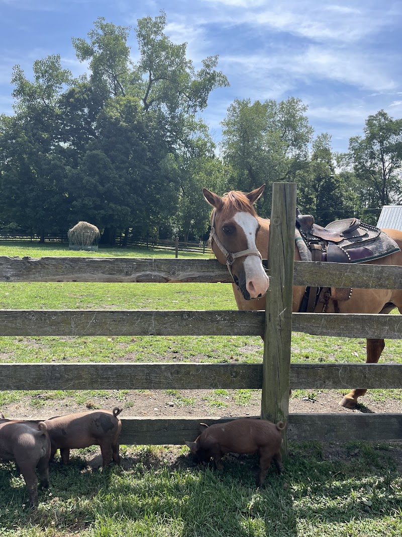 Farmland Animal Park photo 2
