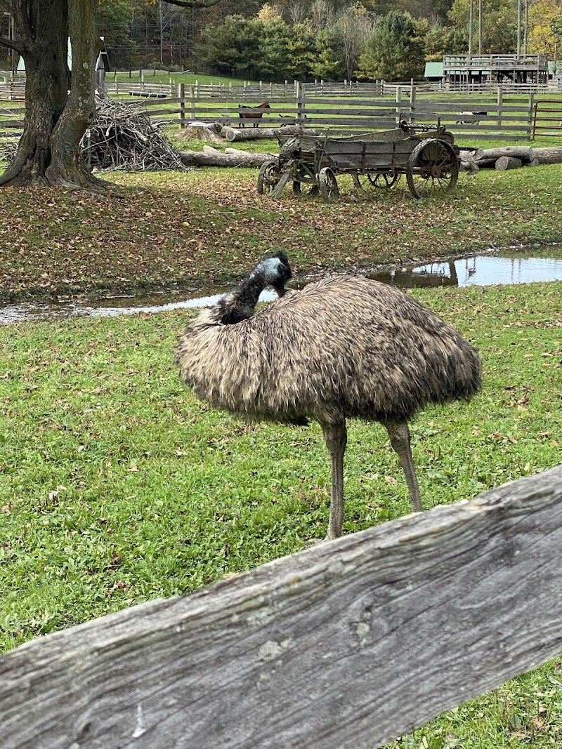 Farmland Animal Park photo 4