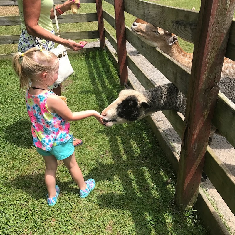 Fort Rickey Discovery Zoo photo 3