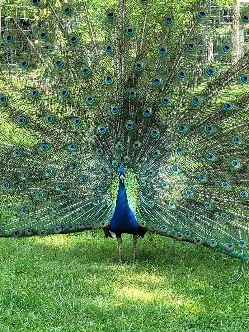 Fort Rickey Discovery Zoo photo 4