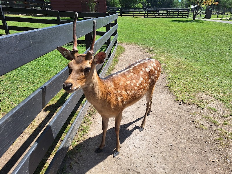 Fort Rickey Discovery Zoo photo 5