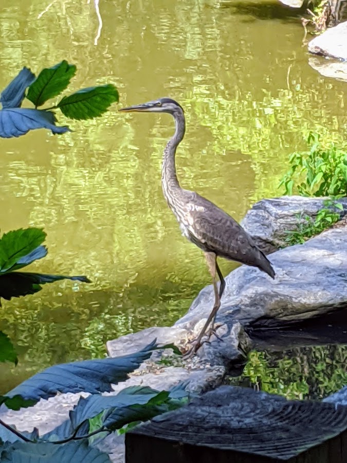 Glenville Woods Park Preserve photo 5