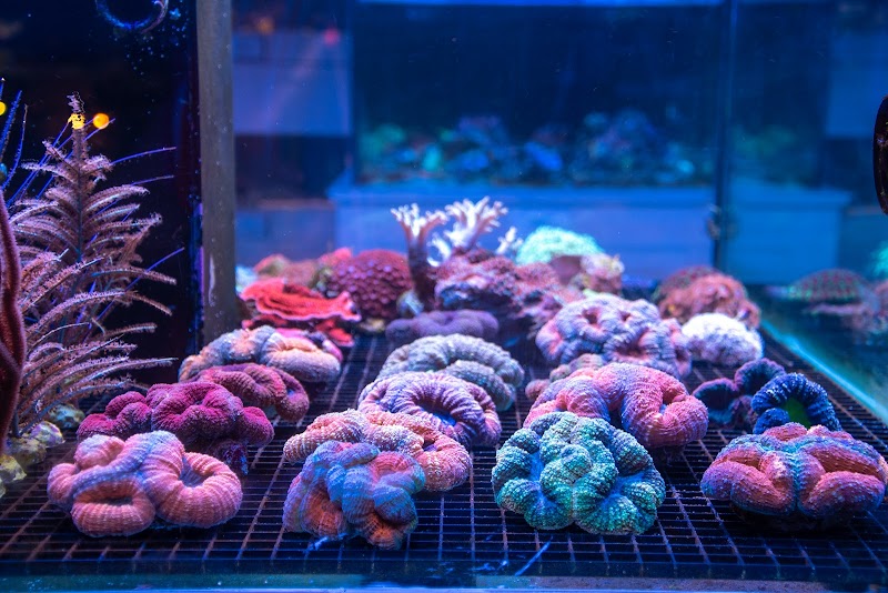 Greenwich Aquaria photo 4