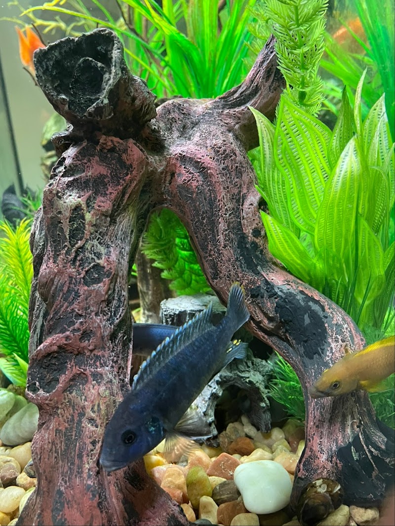 Greenwich Aquaria photo 5