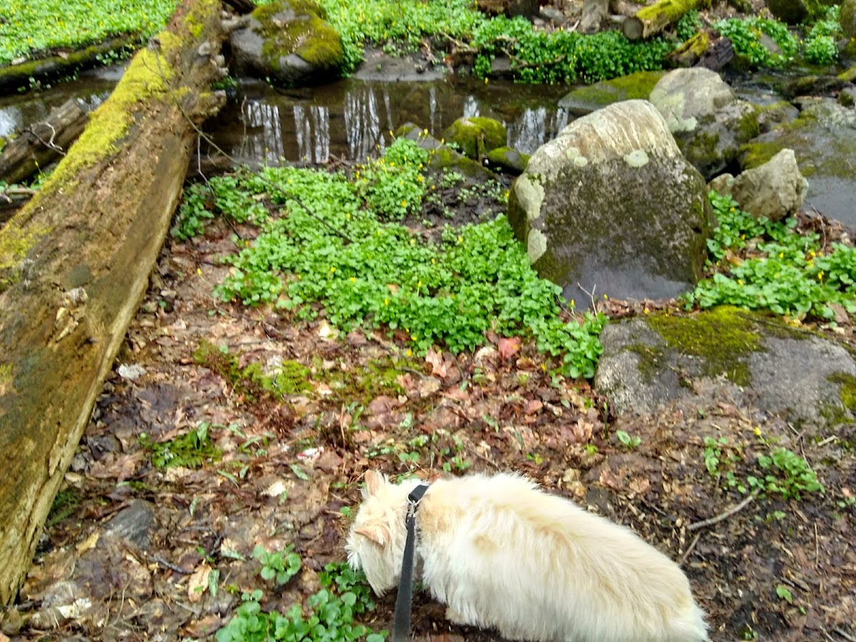 Greenwich Botanical Center photo 3