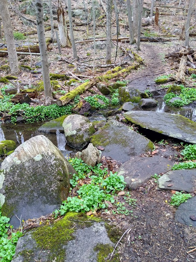 Greenwich Botanical Center photo 4