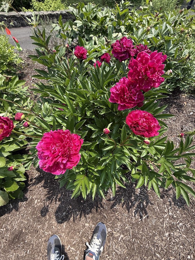 Greenwich Botanical Center photo 5