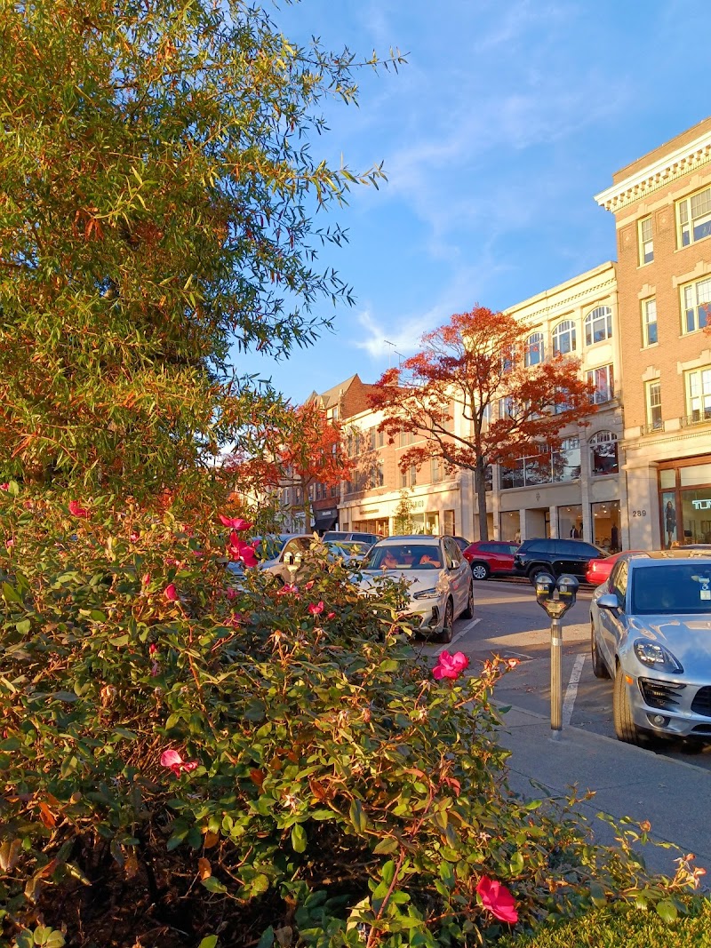 Greenwich Common photo 5