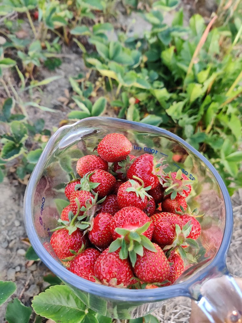Grisamore Farms photo 4
