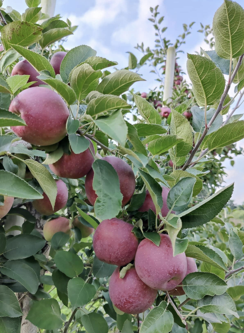 Grisamore Farms photo 5