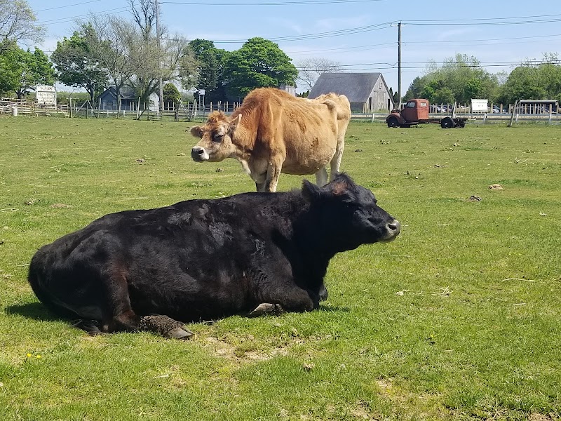 Hallockville Museum Farm photo 5