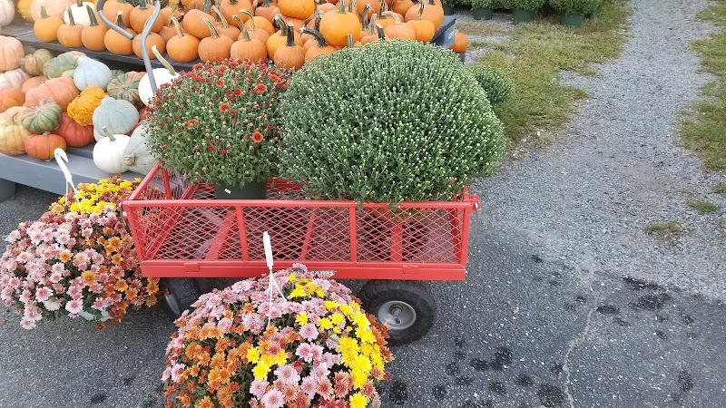 Hampton Fruit & Vegetable photo 4