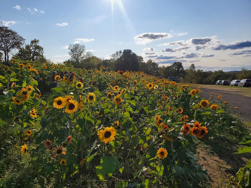 Harvest Moon Farm & Orchard photo 2