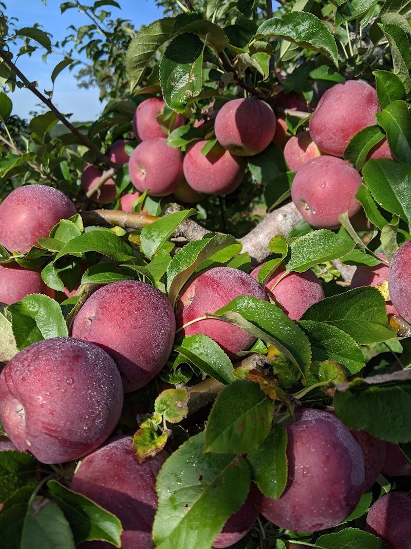 Harvest Moon Farm & Orchard photo 3