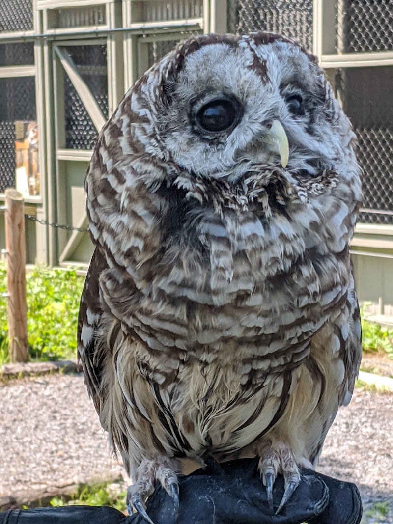 Hawk Creek Wildlife Center, Inc. photo 2
