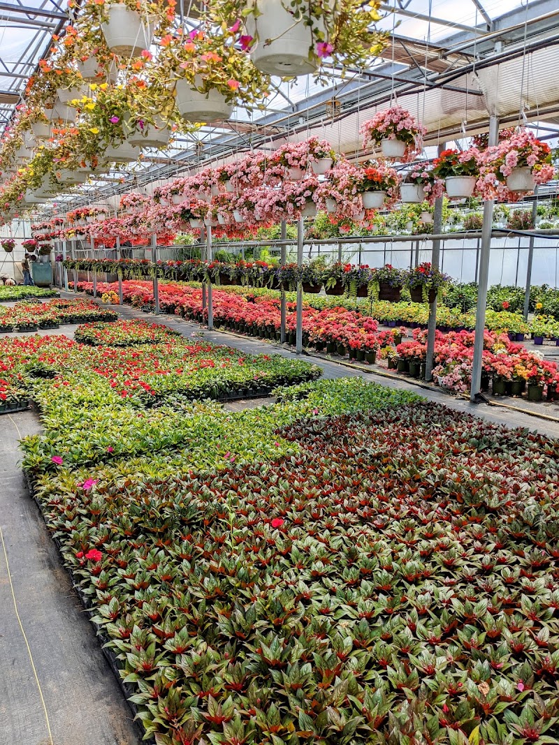 Helens Greenhouses & Flower Farm photo 2