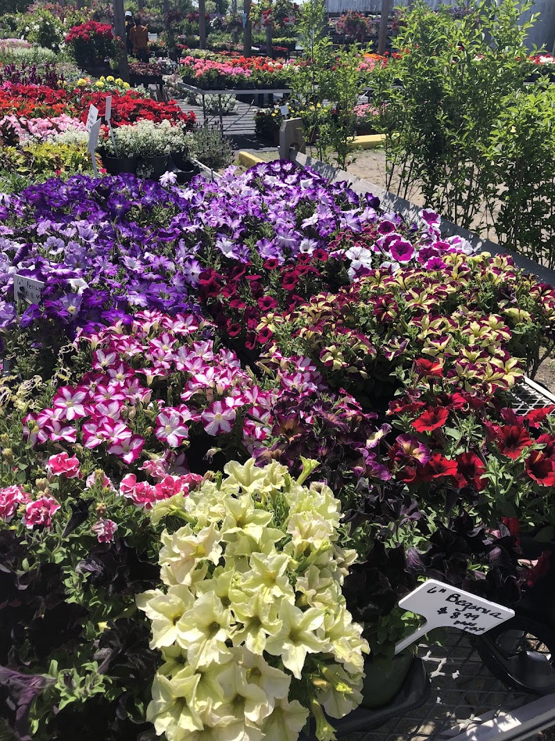 Helens Greenhouses & Flower Farm photo 4
