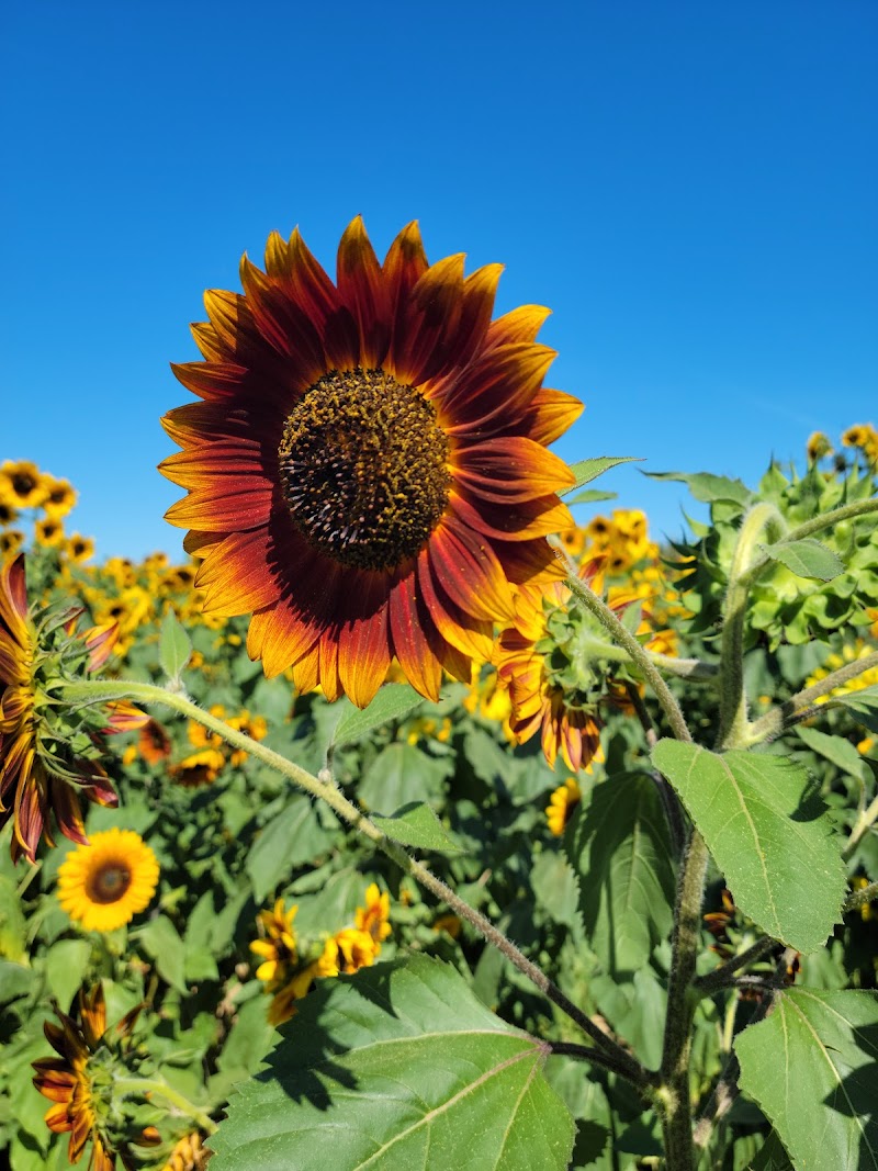 Helens Greenhouses & Flower Farm photo 5