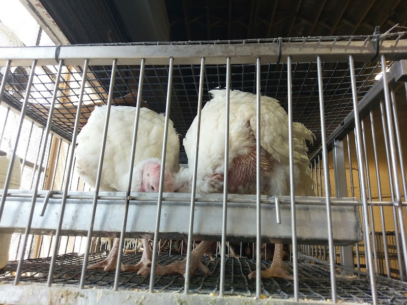 Hempstead Poultry Farms photo 3